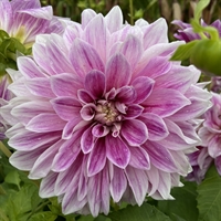 Dahlia Purple Explosion